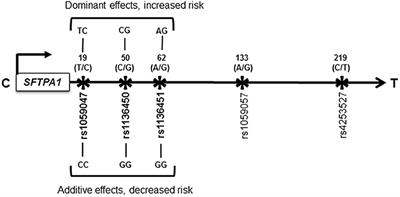 SNP and Haplotype Interaction Models Reveal Association of Surfactant Protein Gene Polymorphisms With Hypersensitivity Pneumonitis of Mexican Population